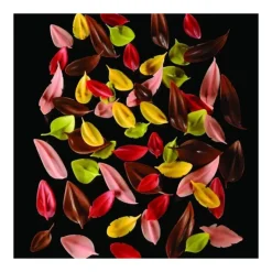 PAVONI Couteau Inox Feuille Large 5 x 3,6 cm Flychoc