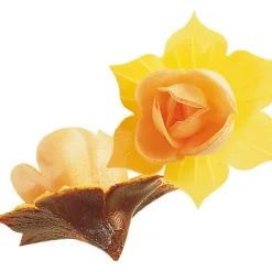 Clearance FLORENSUC Fleurs de Jonquille orange x5 - en Azyme